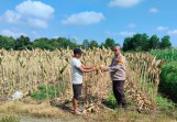 Dorong Ketahanan Pangan, Polsek Payung Sekaki Sulap Lahan Tidur Jadi Kebun Jagung Produktif
