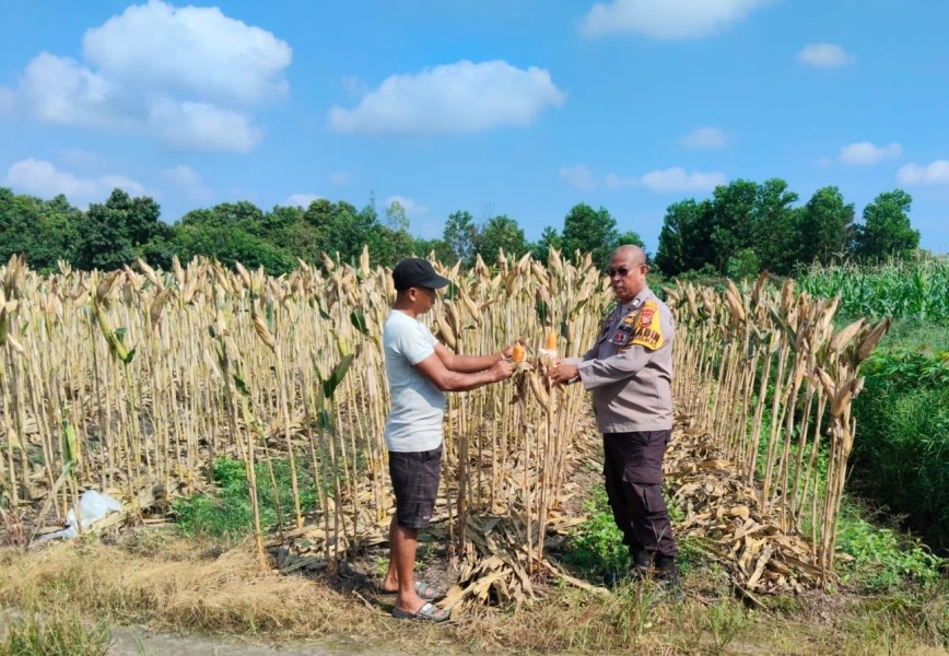 Dorong Ketahanan Pangan, Polsek Payung Sekaki Sulap Lahan Tidur Jadi Kebun Jagung Produktif