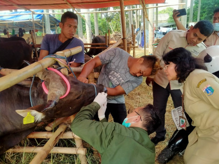 Riau Genjot Penanganan PMK, Ratusan Ternak Sembuh