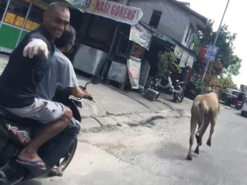 Panik, Sapi Kurban Kabur Dikejar Puluhan Warga dan Ditangkap di Ruko Jalan Durian
