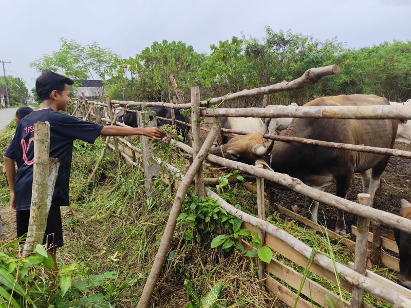 Kado Aqiqah Sediakan Hewan Kurban Sapi dan Kambing Sehat