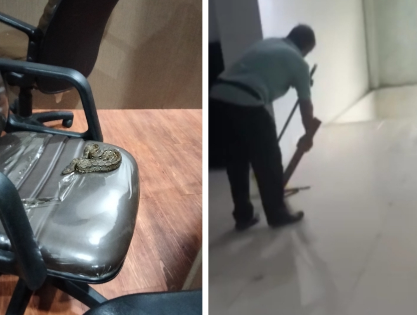 Heboh, Ular Python Sanca Kembang Tidur di Kursi Ruangan BK DPRD Kota Pekanbaru