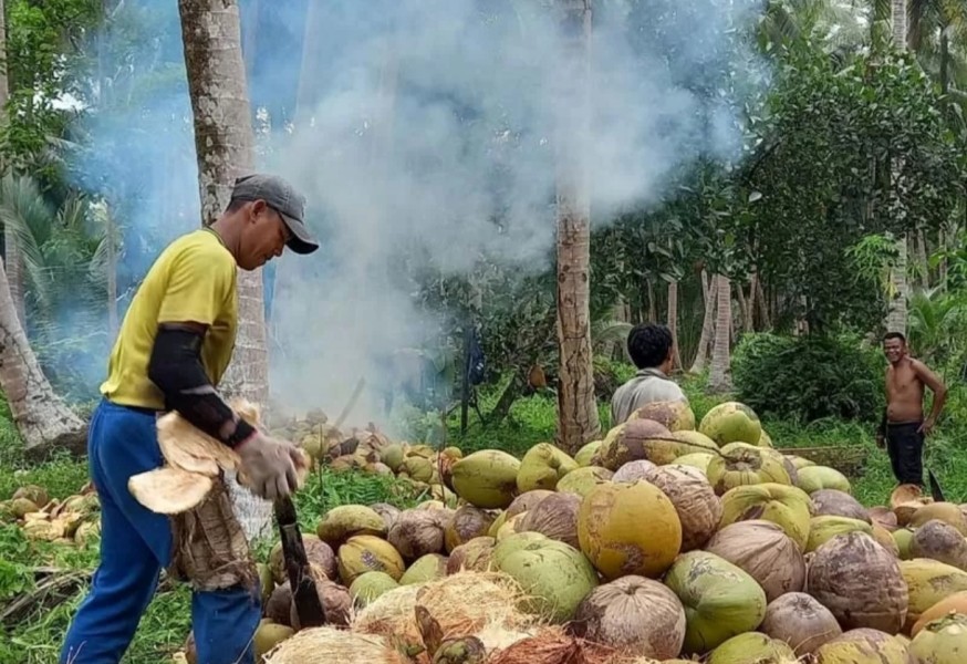 Tiga Pabrik Pengolahan Kelapa Akan Dibangun di Indragiri Hilir
